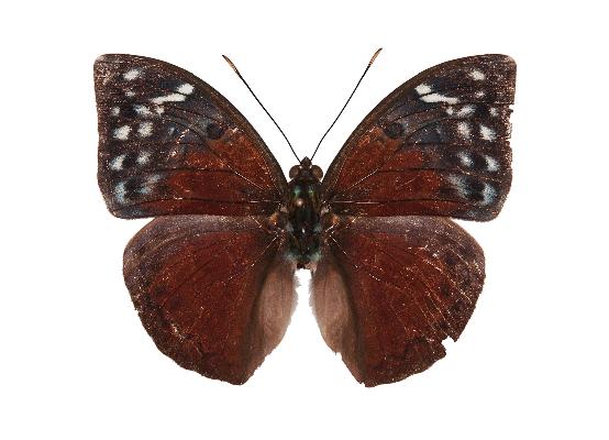 Bebearia wojtusiaki holotype UPS